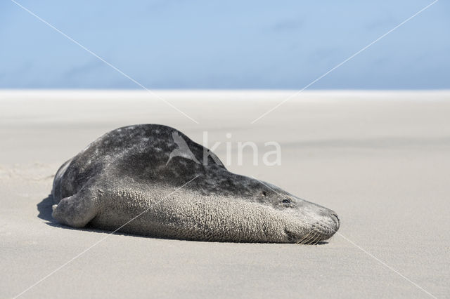 Grijze zeehond