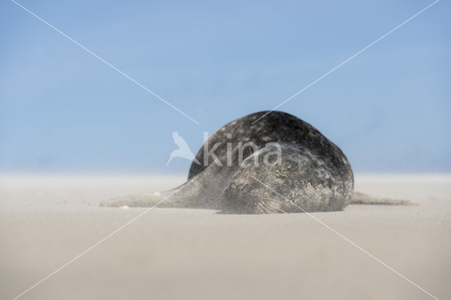 Grey Seal (Halichoerus grypus)