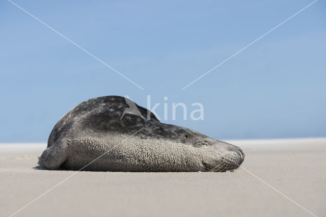 Grijze zeehond