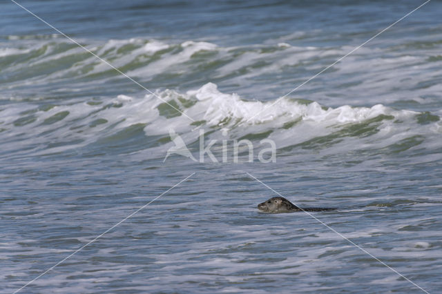 Grey Seal (Halichoerus grypus)