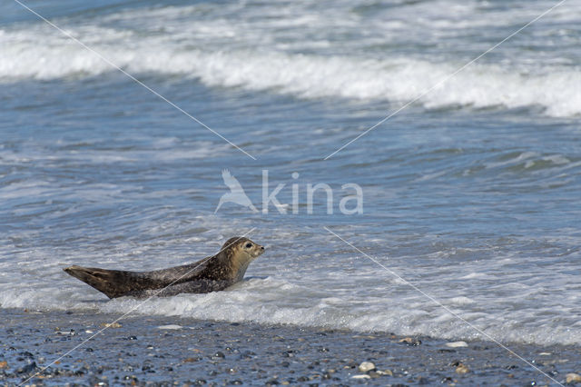 Grey Seal (Halichoerus grypus)