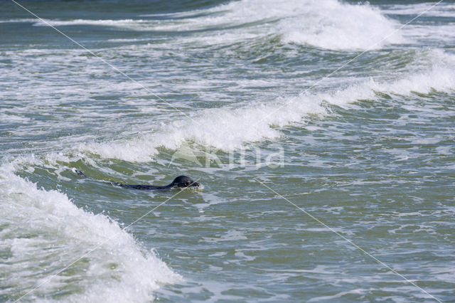 Grijze zeehond