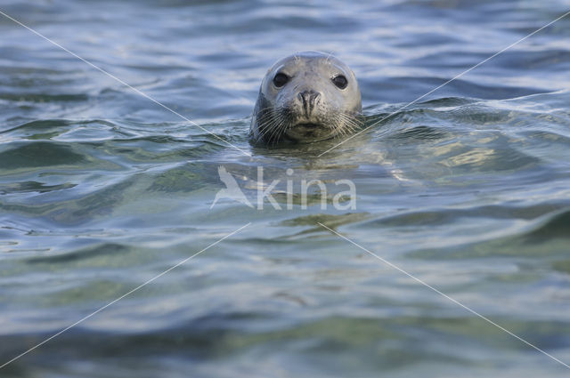 Grijze zeehond