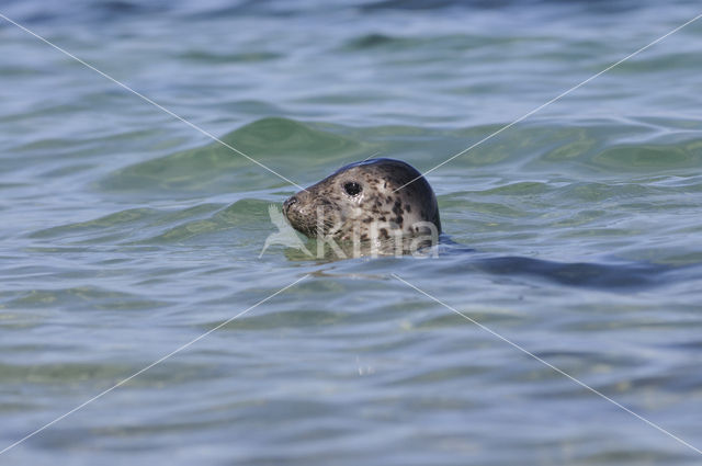 Grey Seal (Halichoerus grypus)