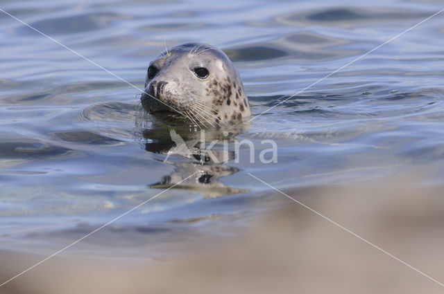 Grijze zeehond