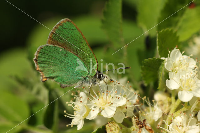 Groentje (Callophrys rubi)