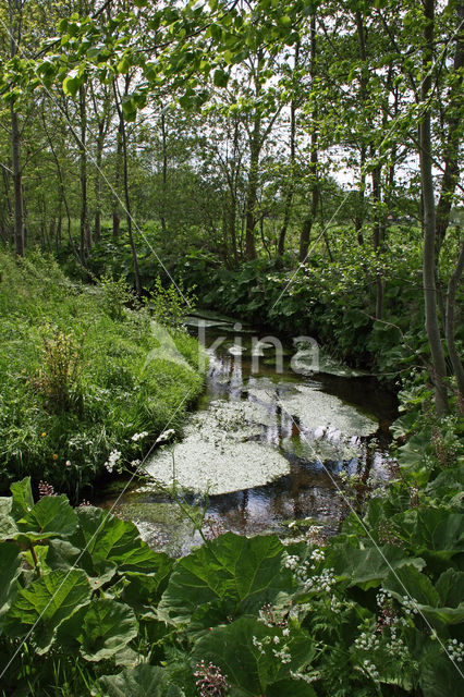 Groot hoefblad (Petasites hybridus)