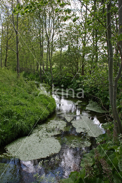 Groot hoefblad (Petasites hybridus)