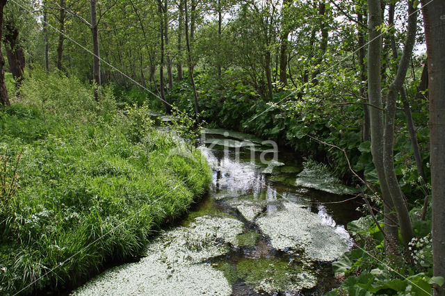 Groot hoefblad (Petasites hybridus)