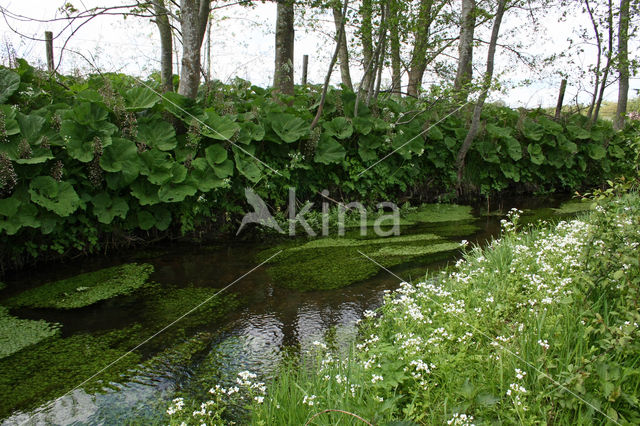 Groot hoefblad (Petasites hybridus)