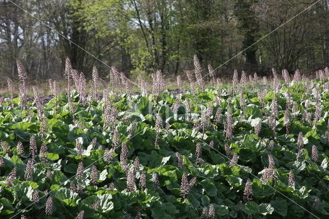 Butterbur (Petasites hybridus)