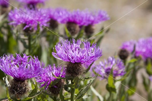 Greater Knapweed (Centaurea scabiosa)