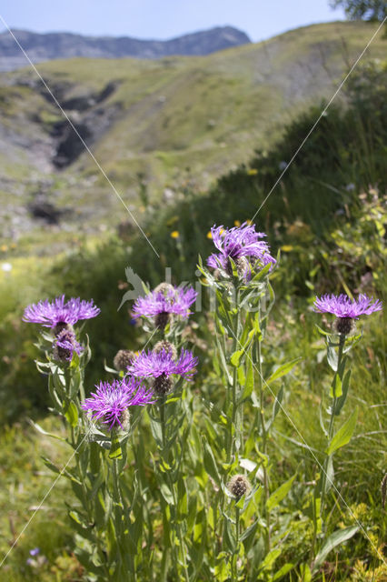 Grote centaurie (Centaurea scabiosa)