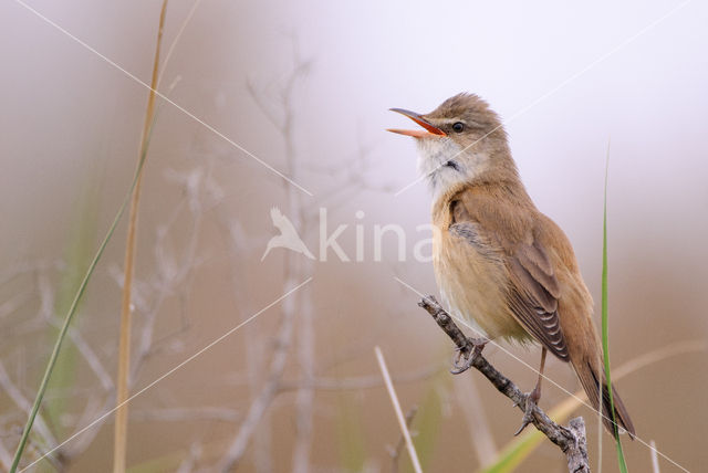Grote Karekiet (Acrocephalus arundinaceus)