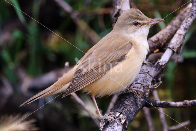 Grote Karekiet (Acrocephalus arundinaceus)