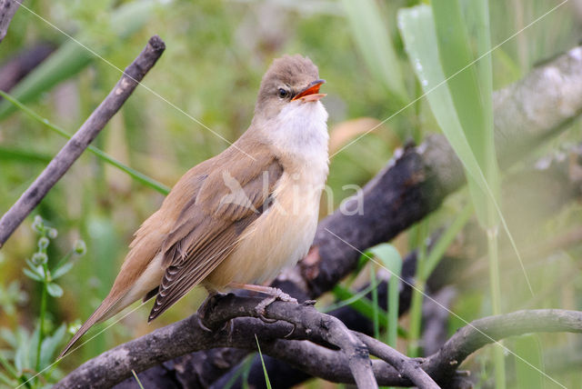 Grote Karekiet (Acrocephalus arundinaceus)