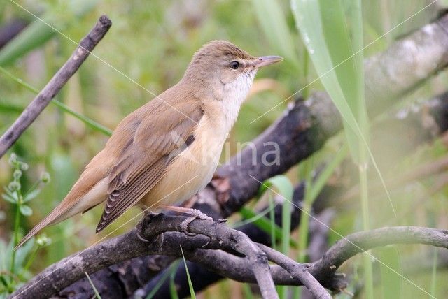 Grote Karekiet (Acrocephalus arundinaceus)