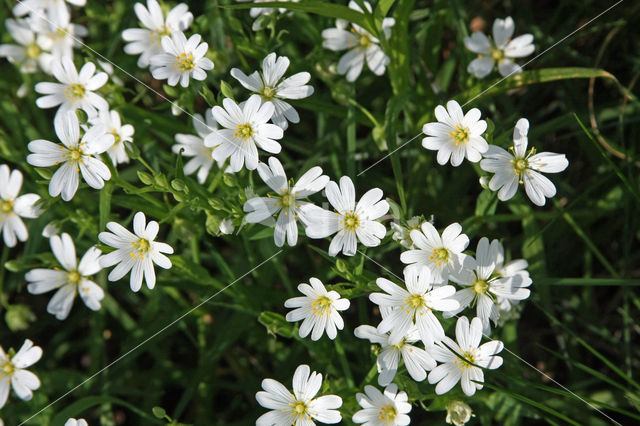 Greater Stitchwort (Stellaria holostea)