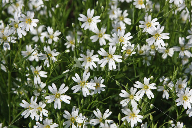 Greater Stitchwort (Stellaria holostea)