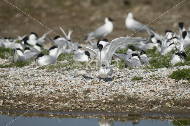 Sandwich Tern (Sterna sandvicensis)