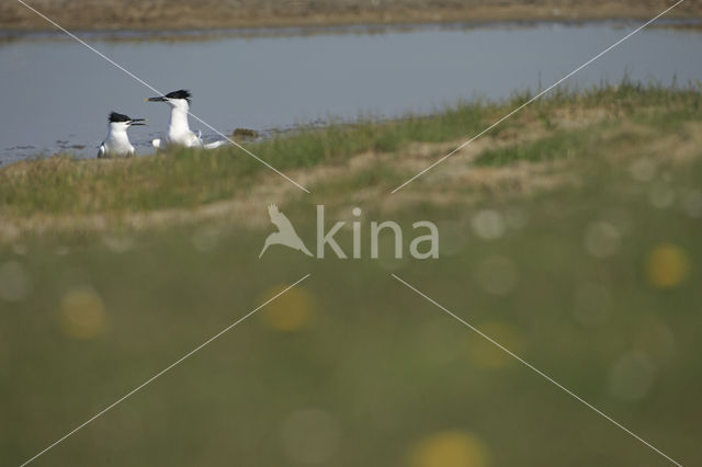 Sandwich Tern (Sterna sandvicensis)