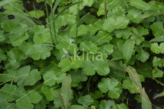 Grote waternavel (Hydrocotyle ranunculoides)