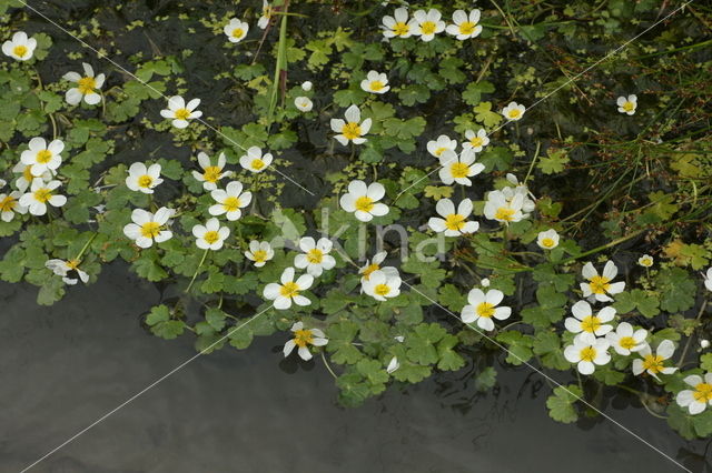 Grote waterranonkel (Ranunculus peltatus)