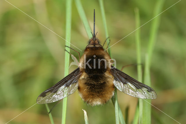 Grote Wolzwever (Bombylius major)