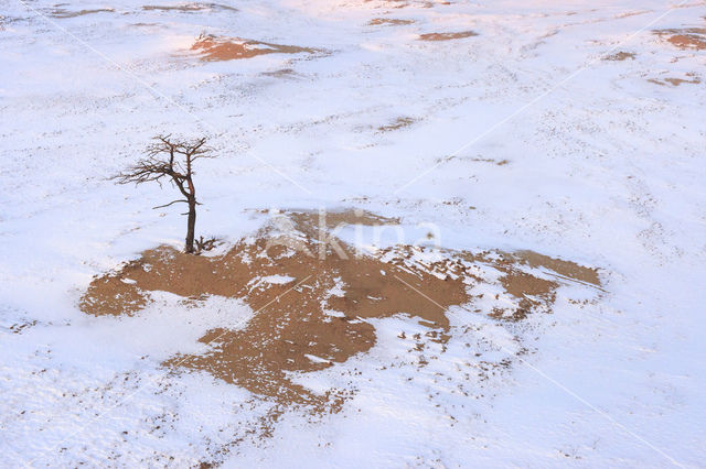 Grove den (Pinus sylvestris)