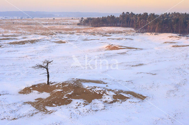 Grove den (Pinus sylvestris)