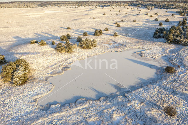 Scots Pine (Pinus sylvestris)