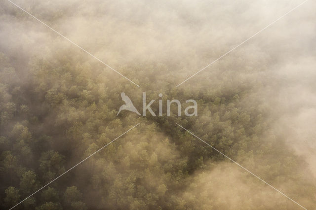 Scots Pine (Pinus sylvestris)