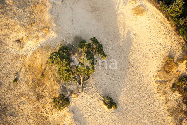 Grove den (Pinus sylvestris)