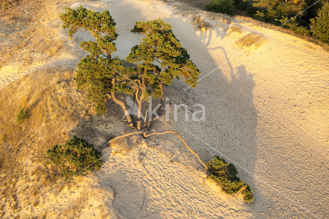 Grove den (Pinus sylvestris)