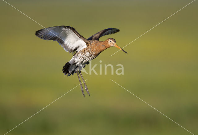 Grutto (Limosa limosa)