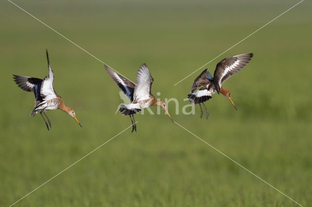 Black-tailed Godwit (Limosa limosa)