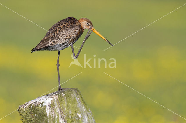 Black-tailed Godwit (Limosa limosa)