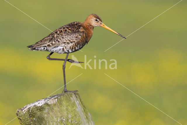 Grutto (Limosa limosa)