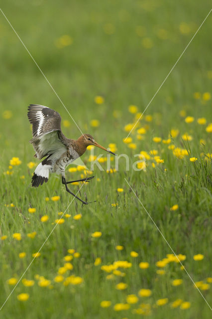 Black-tailed Godwit (Limosa limosa)