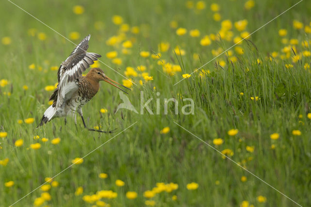 Grutto (Limosa limosa)