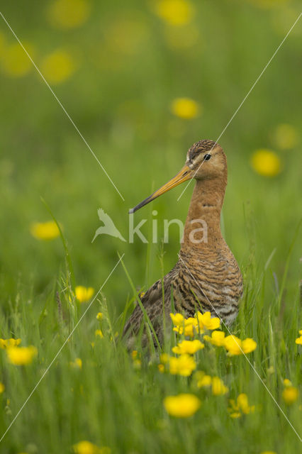 Grutto (Limosa limosa)