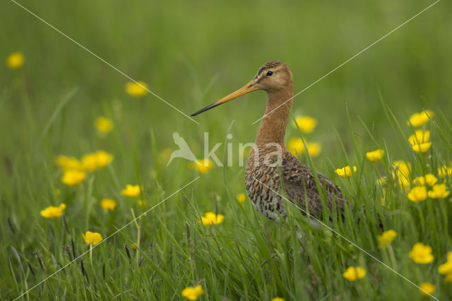 Black-tailed Godwit (Limosa limosa)