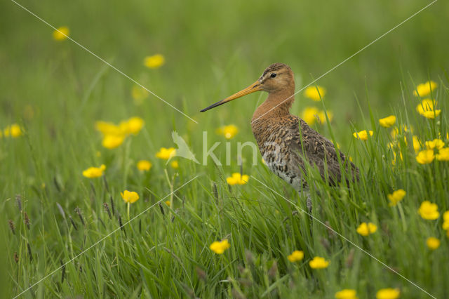 Grutto (Limosa limosa)