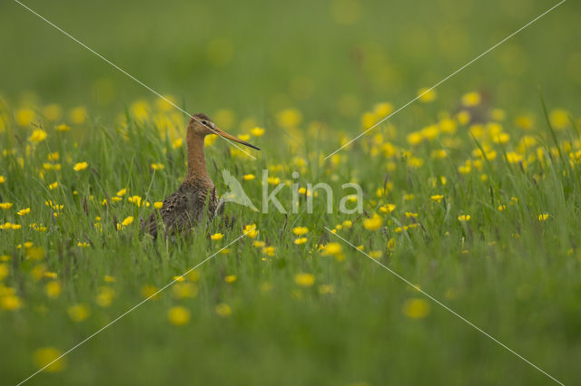 Grutto (Limosa limosa)