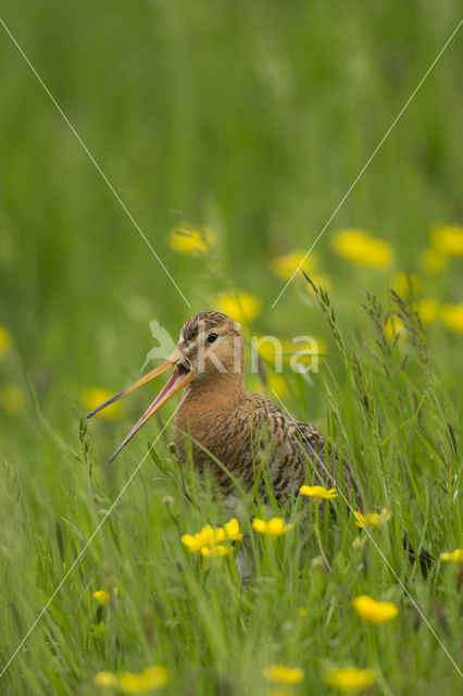 Black-tailed Godwit (Limosa limosa)