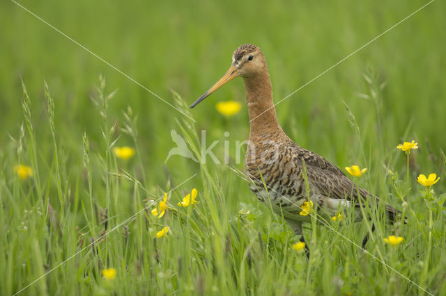 Grutto (Limosa limosa)