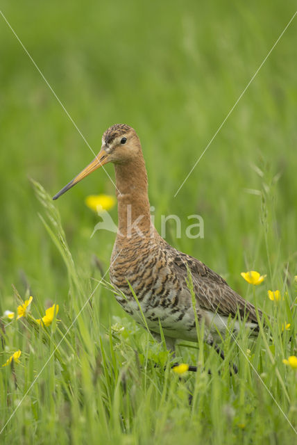 Grutto (Limosa limosa)