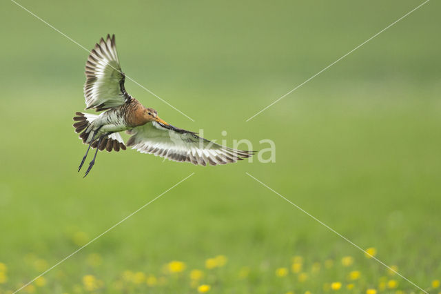 Black-tailed Godwit (Limosa limosa)