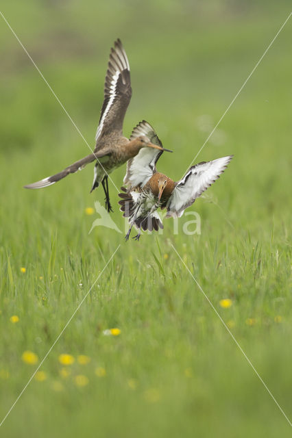 Black-tailed Godwit (Limosa limosa)