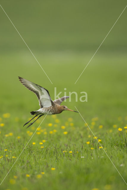 Black-tailed Godwit (Limosa limosa)